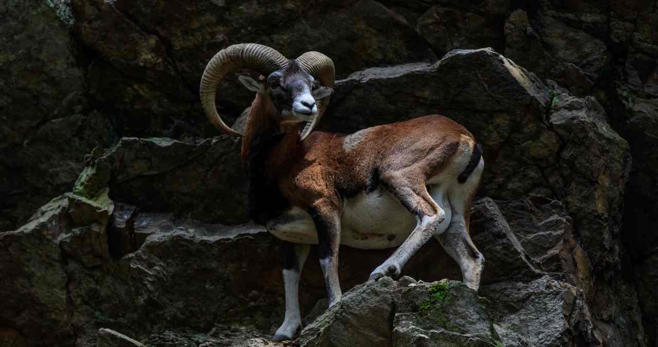 mountain goat capricorn