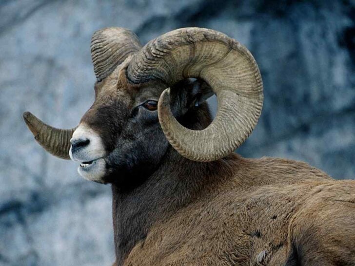 7 Aries Spirit Animals You Should Know About!