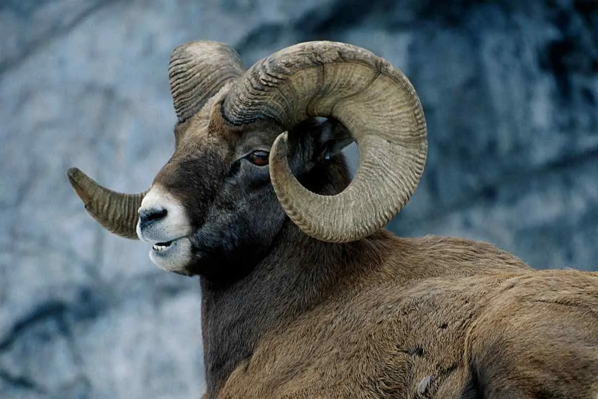 7 Aries Spirit Animals You Should Know About! - Vekke Sind