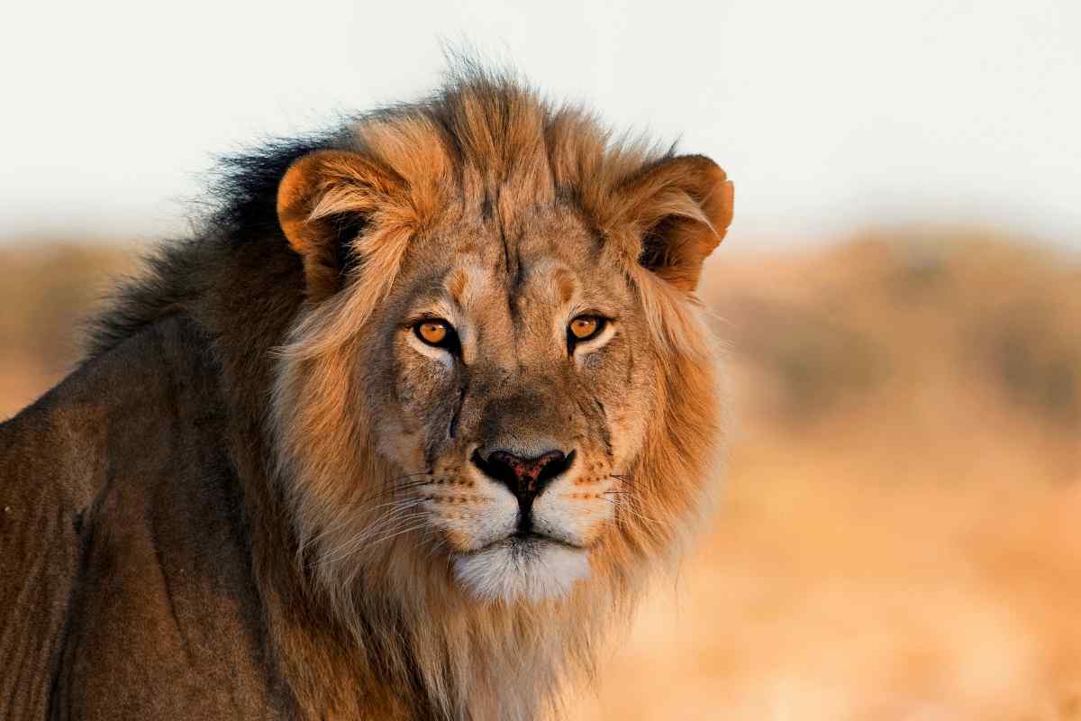 7 Leo Spirit Animals You Should Know About! - Vekke Sind