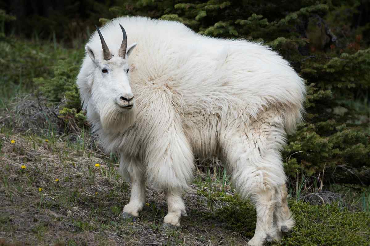 7 Capricorn Spirit Animals You Should Know About! - Vekke Sind